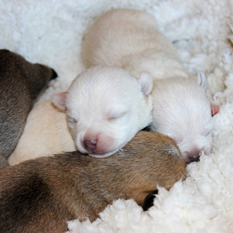 Filhotes de chihuahua pelo curto